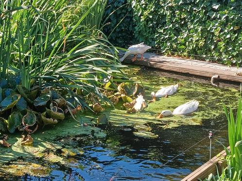 Gevraagd: volwassen loopeenden vrouw, Dieren en Toebehoren, Pluimvee, Eend, Vrouwelijk
