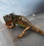 Leguaan, Dieren en Toebehoren, 0 tot 2 jaar