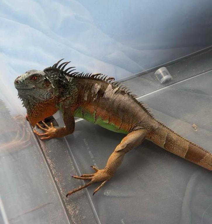 Leguaan, Dieren en Toebehoren, Reptielen en Amfibieën, 0 tot 2 jaar