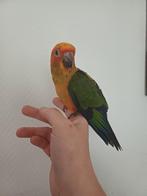 Super tamme baby zonparkieten, Dieren en Toebehoren, Vogels | Parkieten en Papegaaien, Geslacht onbekend, Papegaai, Geringd