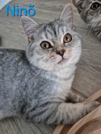 Britse korthaar kittens (katers) zoeken een thuis, Dieren en Toebehoren, Katten en Kittens | Raskatten | Korthaar, Kater, Ontwormd
