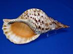 Schelpen, Charonia tritonis, Ophalen of Verzenden, Schelp(en)