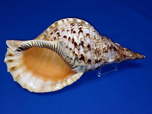 Schelpen, Charonia tritonis, Verzamelen, Mineralen en Fossielen, Schelp(en), Ophalen of Verzenden