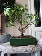 Schefflera bonsai, Ophalen, Bloeit niet, Halfschaduw, Overige soorten