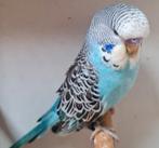 Jonge Engelse grasparkiet mannen  t.e.a.b., Dieren en Toebehoren, Vogels | Parkieten en Papegaaien, Mannelijk, Parkiet, Geringd