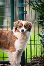 Nysa teefje 1,5 jaar kooiker mix, Dieren en Toebehoren, Particulier, 1 tot 2 jaar, Buitenland, Teef