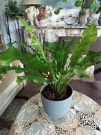 Asplenium nidus, Ophalen, Overige soorten, In pot, Minder dan 100 cm