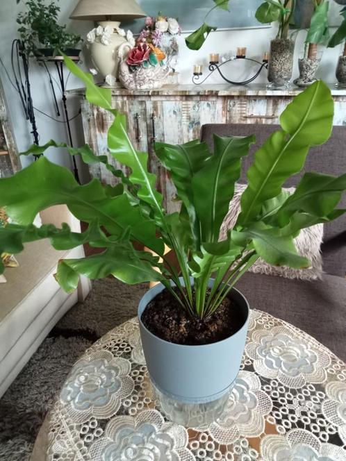 Asplenium nidus, Huis en Inrichting, Kamerplanten, Overige soorten, Minder dan 100 cm, In pot, Ophalen
