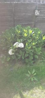 Tuinplanten voor een fleurige tuin, Tuin en Terras, Vaste plant, Halfschaduw, Zomer, Ophalen