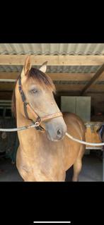 Prachtige 7 jarige valk D merrie, Dieren en Toebehoren, Pony's, Zadelmak, 7 tot 10 jaar, Recreatiepony, D pony (1.37m tot 1.48m)