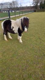 prachtig zwartbont hengstje staat ter dekking, Dieren en Toebehoren, Paarden en Pony's | Dekhengsten en Fokmerries, Hengst