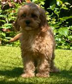 Cavapoo pups 1250 € nog 1 teef en een reu, Nederland, Overige rassen, 8 tot 15 weken, CDV (hondenziekte)