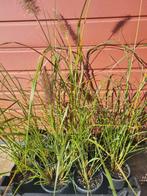 Pennisetum Alopecuriodes / Lampenpoetsergras, Ophalen, Zomer, Volle zon