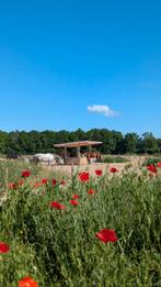Pensionstalling vrij, paddock paradise of wei, volpension, Dieren en Toebehoren