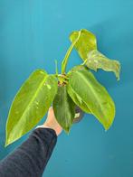 Philodendron Jose Buono, Ophalen of Verzenden, Overige soorten, Minder dan 100 cm
