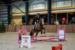 Lieve C pony 10 jaar, Dieren en Toebehoren, Pony's, Merrie