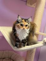 Maine coon kitten, Dieren en Toebehoren, Poes, Gechipt, 0 tot 2 jaar