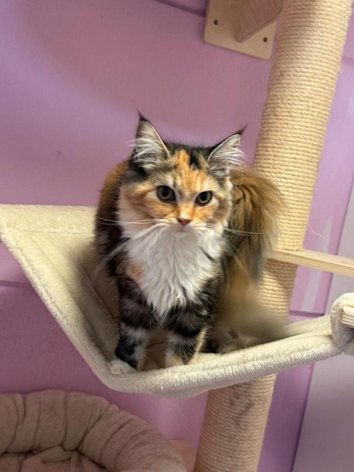 Maine coon kitten, Dieren en Toebehoren, Katten en Kittens | Raskatten | Langhaar, Poes, 0 tot 2 jaar, Gechipt, Ontwormd, Ingeënt
