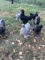 Cochin kuikens, Dieren en Toebehoren, Pluimvee, Meerdere dieren, Kip