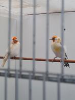 Putter majoor koppel, Dieren en Toebehoren, Meerdere dieren, Wildzangvogel
