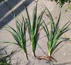 Sansevieria Fernwood Punk grote stekken €2 p.st🪴OPHALEN🪴, Ophalen, Vaste plant, Overige soorten, Halfschaduw