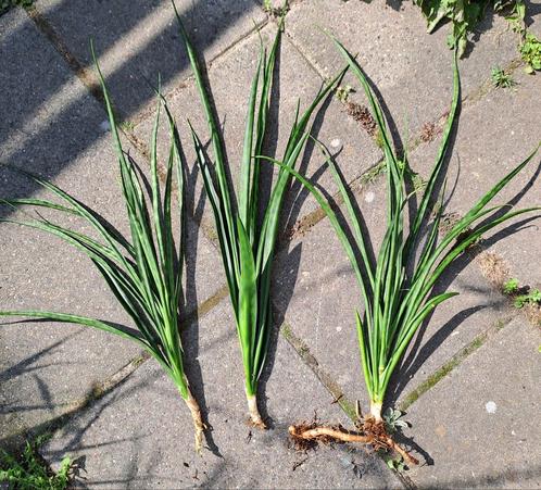 Sansevieria Fernwood Punk grote stekken €2 p.st🪴OPHALEN🪴, Tuin en Terras, Planten | Tuinplanten, Vaste plant, Overige soorten