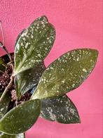 Hoya Rundumensis Splash, Verzenden, Overige soorten, Halfschaduw, Minder dan 100 cm