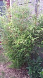 Bamboeplanten- fargesia, Tuin en Terras, Vaste plant, Overige soorten, Ophalen, Bloeit niet