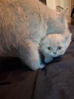Britse korthaar kittens, Dieren en Toebehoren, Meerdere dieren, Ontwormd
