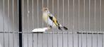 Majoor putter agaat witkop witkeel, Dieren en Toebehoren, Vogels | Overige Vogels, Wildzangvogel, Geringd