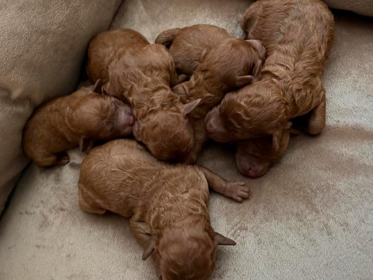 Dwergpoedel puppy’s te koop, Dieren en Toebehoren, Honden | Chihuahua's en Gezelschapshonden, Meerdere dieren, Particulier, Meerdere