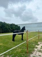 Weidemaatje gezocht! Weidegang aangeboden, Dieren en Toebehoren, Stalling en Weidegang, Weidegang