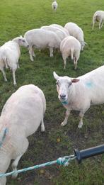 Oudere schapen swifter x noordhollander fokschapen, Vrouwelijk, Schaap