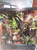 Bioacitef terrarium., Ophalen, Zo goed als nieuw, Terrarium of Paludarium