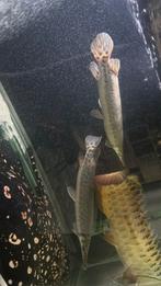2x spotted gars, Goudvis(sen)