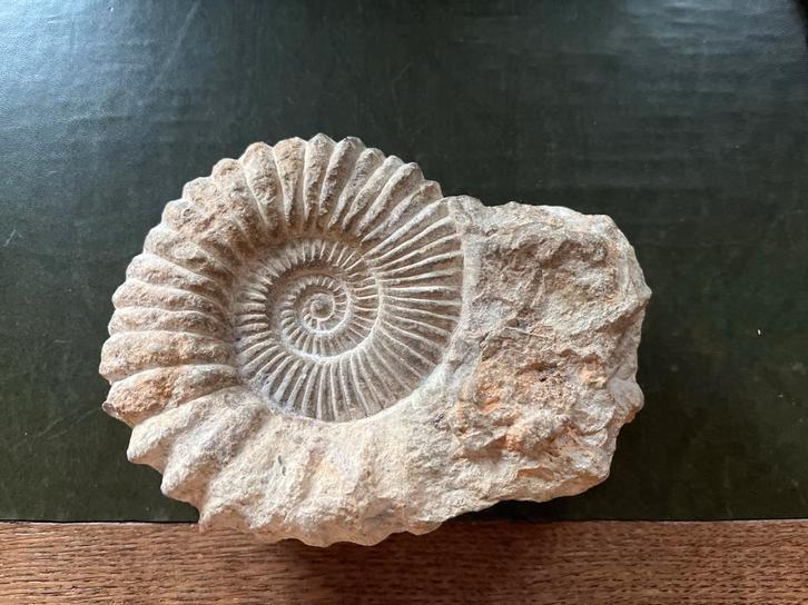 Fossiele Ammoniet - Prachtig Exemplaar!, Verzamelen, Mineralen en Fossielen, Fossiel, Ophalen of Verzenden