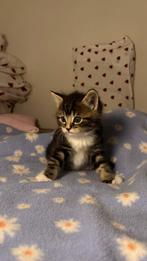 ( moederpoes + kitten ) zoeken samen een huisje, Dieren en Toebehoren, Katten en Kittens | Raskatten | Langhaar, Meerdere dieren