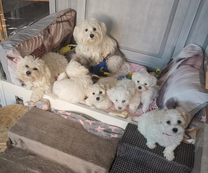 Maltezer pup, Dieren en Toebehoren, Overige Dieren, Mannelijk, September