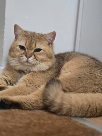 Golden shaded britskorthaar Simba(1 jaar) te koop beschikbaar voor biedingen