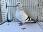 Damascus Duif Doffer, Dieren en Toebehoren, Vogels | Duiven, Mannelijk, Overige soorten