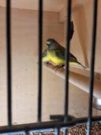 Mozambiquesijs / Mozambique sijs MAN geringd, Dieren en Toebehoren, Mannelijk, Geringd