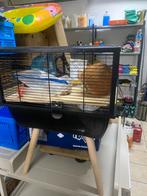 Hamster kooi, Kooi, Minder dan 75 cm, Zo goed als nieuw, Cavia