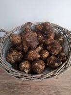 Aardperen vergeten groenten, Ophalen of Verzenden, Gehele jaar, Volle zon, Knol