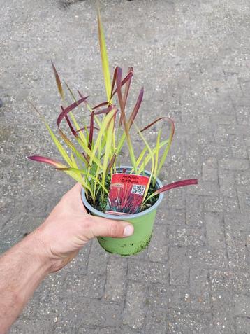 Imperata Red Baron Siergras beschikbaar voor biedingen