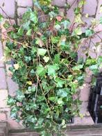 Hedera hibernica  KLimop, Ophalen, Overige soorten, Haag, Minder dan 100 cm