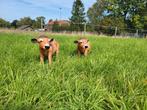 2 Jersey koeien van MGO, Tuin en Terras, Ophalen, Nieuw, Kunststof