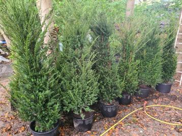 Taxus Baccata 180-200 cm voor een groenblijvende haag beschikbaar voor biedingen