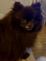 Dekreu, Choclat Pomeriaan NIET TE KOOP, Reu, 1 tot 2 jaar, Parvo, Eén hond