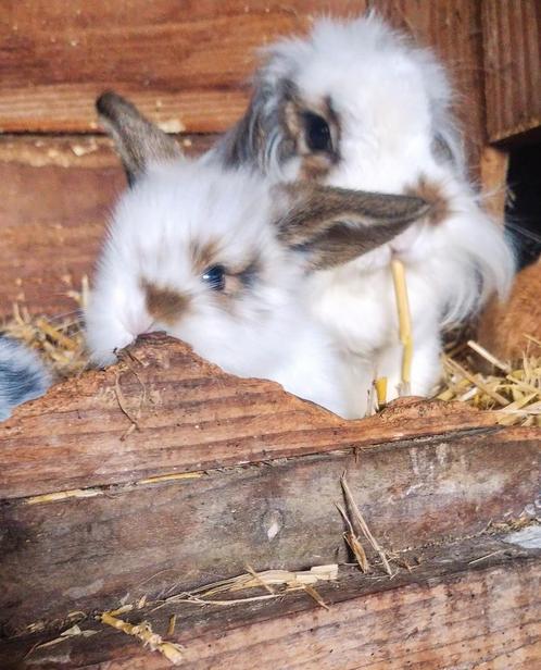 Schattige hangoor kontijntjes, Dieren en Toebehoren, Konijnen, Middelgroot, Meerdere dieren, 0 tot 2 jaar, Hangoor