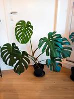 Grote Monstera Deliciosa Kamerplant, Huis en Inrichting, Ophalen, 100 tot 150 cm, Overige soorten, Halfschaduw